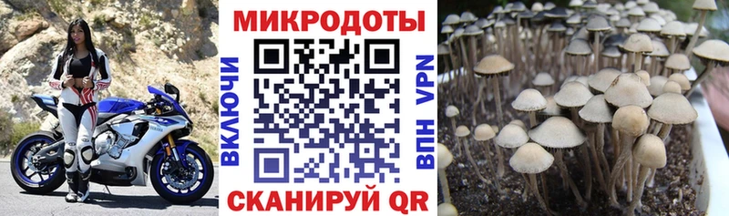 Галлюциногенные грибы GOLDEN TEACHER  как найти наркотики  Ярцево 